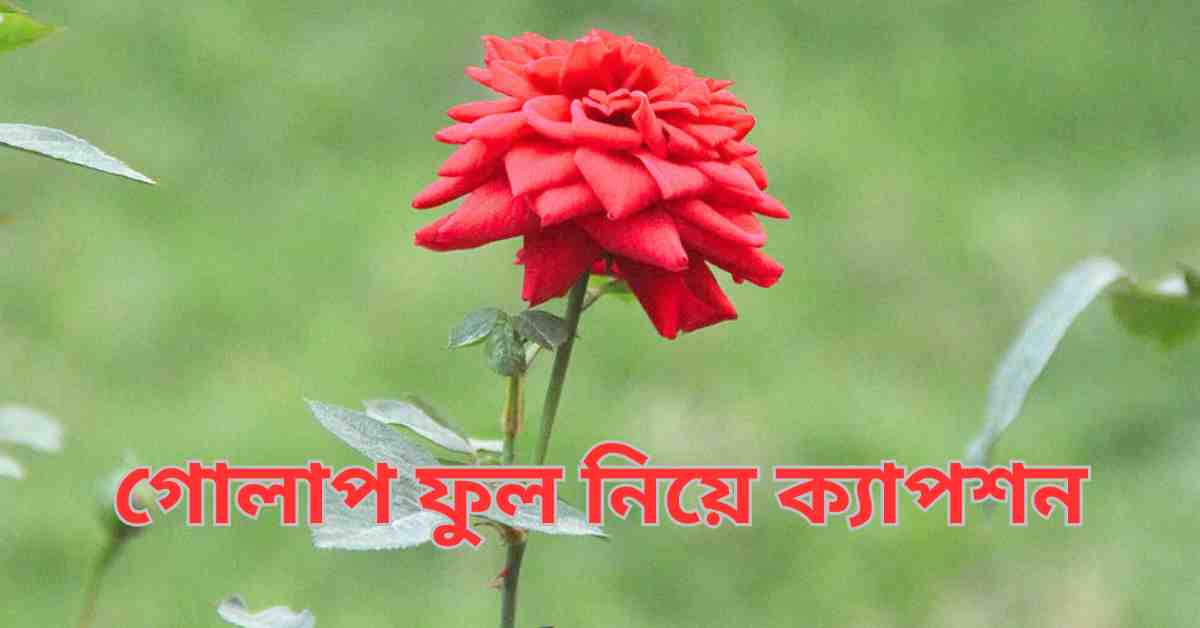 গোলাপ ফুল নিয়ে ক্যাপশন | লাল গোলাপ ক্যাপশন