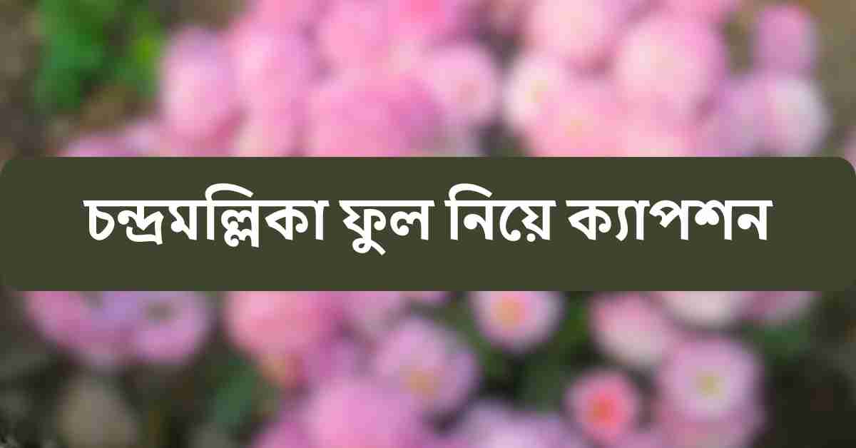 চন্দ্রমল্লিকা ফুল নিয়ে ক্যাপশন