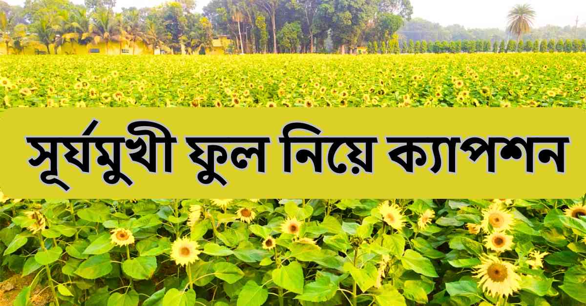 সূর্যমুখী ফুল নিয়ে ক্যাপশন