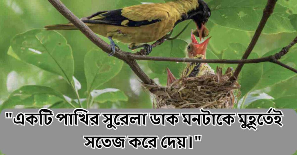 পাখি নিয়ে ক্যাপশন ও কবিতা 180+