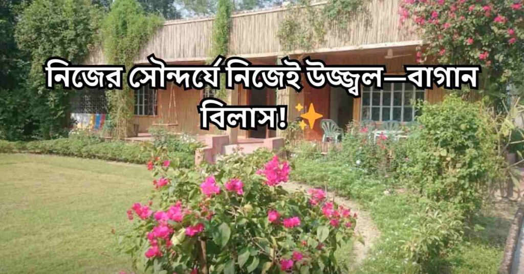 বাগান বিলাস ফুল নিয়ে ক্যাপশন, কবিতা এবং উক্তি