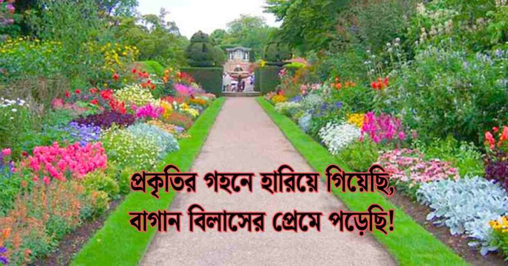 বাগান বিলাস ফুল নিয়ে ক্যাপশন