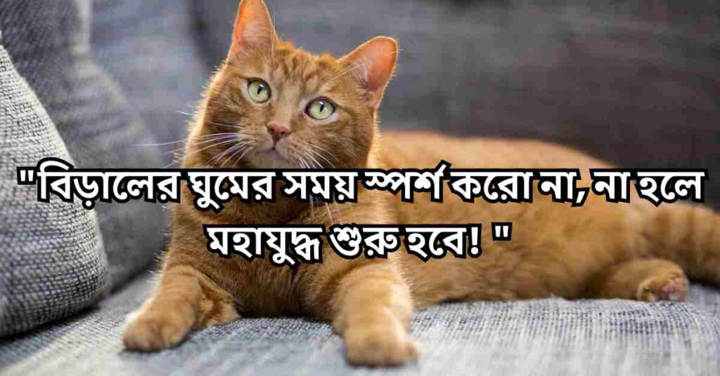 বিড়াল নিয়ে ক্যাপশন ও স্ট্যাটাস | বিড়াল নিয়ে ইসলামিক উক্তি, হাদিস