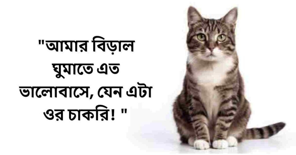 বিড়াল নিয়ে ক্যাপশন