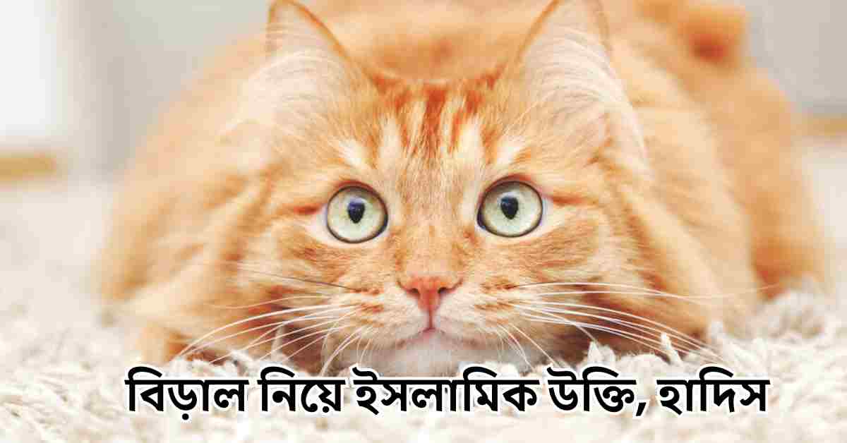 বিড়াল নিয়ে ক্যাপশন ও স্ট্যাটাস | বিড়াল নিয়ে ইসলামিক উক্তি, হাদিস